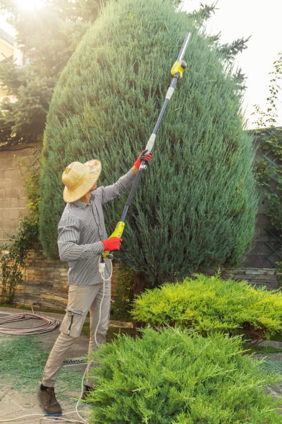 Reliable Milltown, NJ Tree Services Solutions